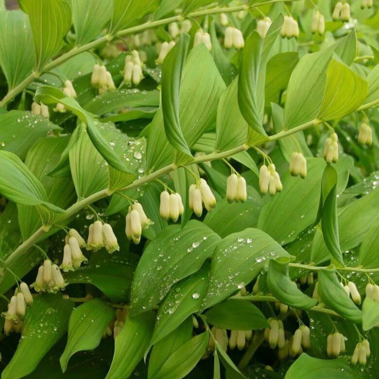 Папоротник лесной кветка. Цветок купана. Купена цветок. Купена мультифлорум. Цветок купана.