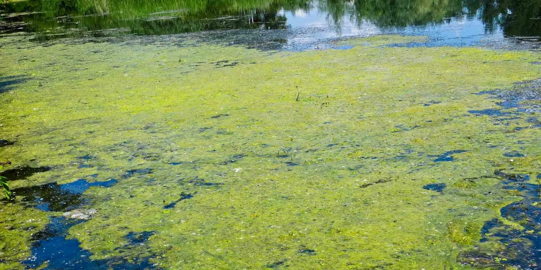 Водоросли в воде. Водоросли в пруду. Эвтрофикация. Эвтрофикация озер.