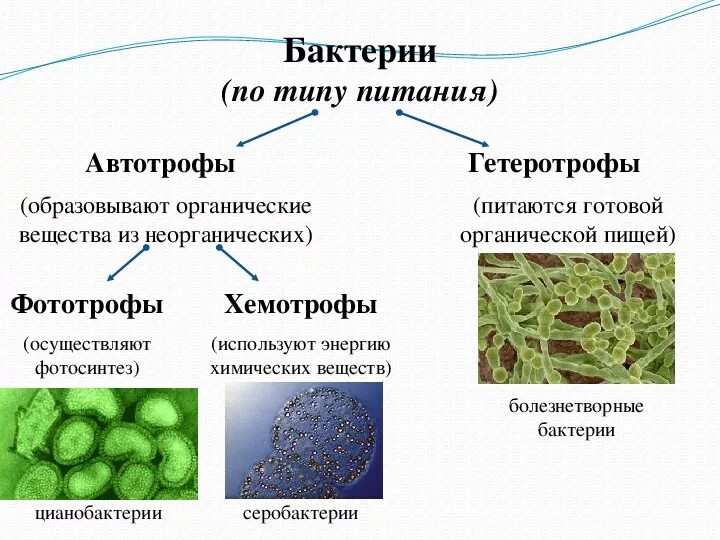 Бактерии гетеротрофы 5 класс биология. Биология 5 класс микроорганизмы бактерии. Бактерии гетеротрофы 5 класс. Типы питания автотрофы и гетеротрофы 5 класс.
