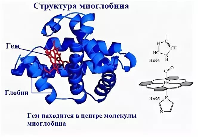 Структура миоглобина биохимия. Миоглобин структура белка. Миоглобин строение и роль. Строение миоглобина биохимия.