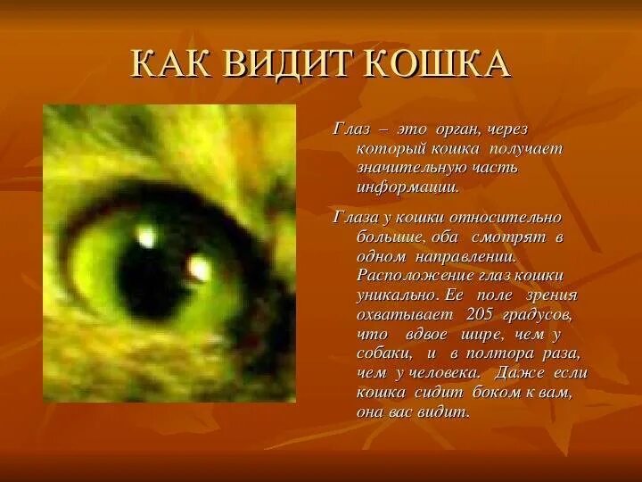 Кошки различают цвета или нет. Как видят кошки. цветовое зрение кошек. как видят мир кошки. какие цвета видят кошки.