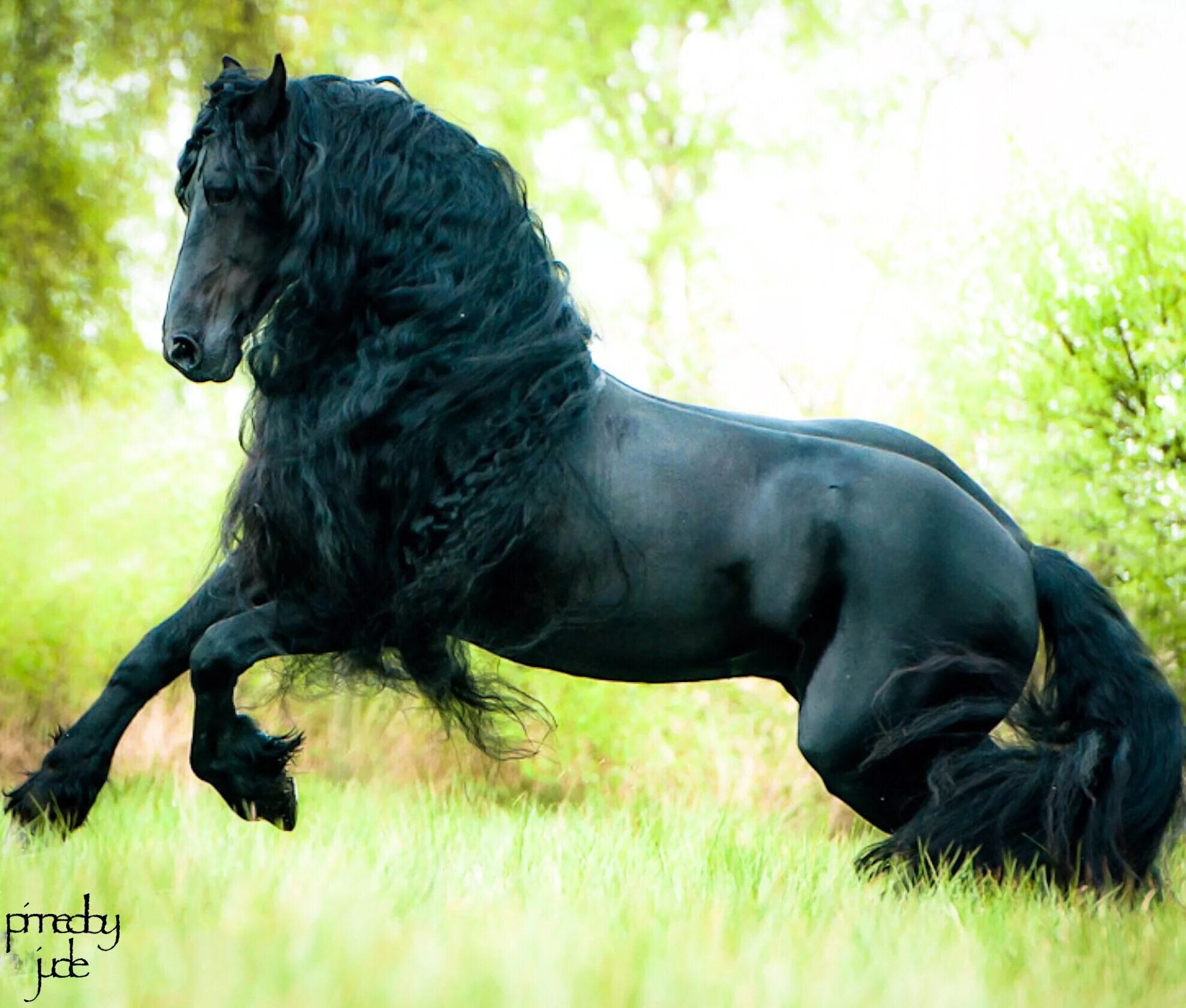 Без фризов. Фризская лошадь породы лошадей. Порода лошади фризской породы. Фризская лошадь черная Жемчужина.