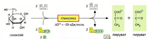 Биосинтез и расщепление. Распад Глюкозы до пирувата. Пировиноградная кислота разложение. Распад пировиноградной кислоты. Гликолиз 2 этап.