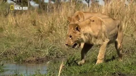 Wildlife documentary