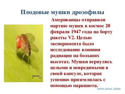 Сколько живут дрозофилы