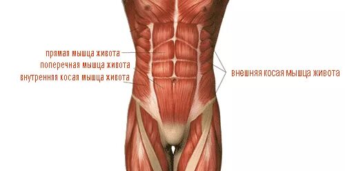 Сильные мышцы живота. Пресс мышцы. Мышцы живота. Мышцы живота анатомия. Брюшной пресс мышцы.