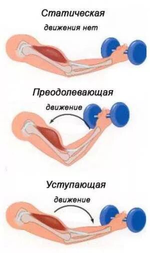 График работа мышц. Режим и виды работы мышц. Динамическая и статическая сила мышц. Виды динамической работы мышц. Преодолевающая уступающая и удерживающая работа мышц.