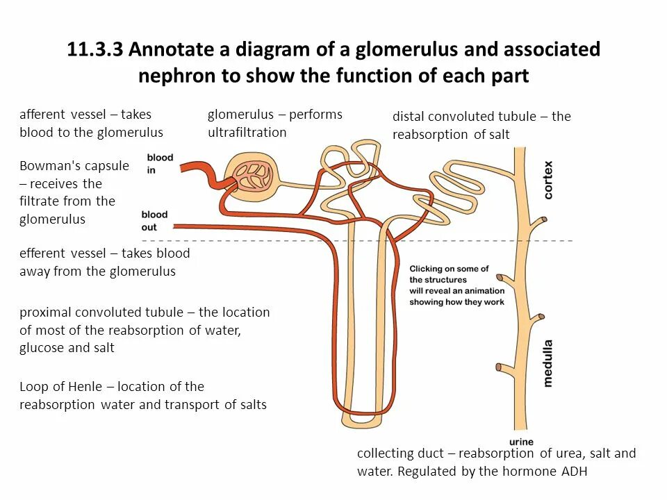 Show on the diagram. Glomerulus nephron. nephron structure. nephron structure and functions. function of parts of the nephron.
