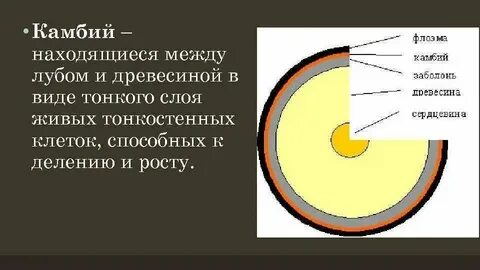 Дерево находится в состоянии при комнатной температуре