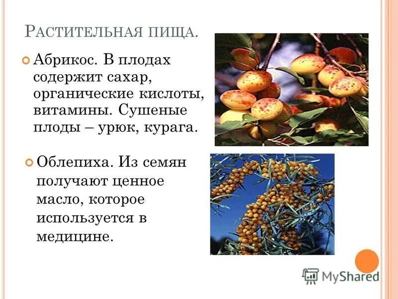 Курага витамины. Витамины содержащиеся в кураге. Курага витамины содержит. Урюк абрикос. Абрикос полезные свойства.