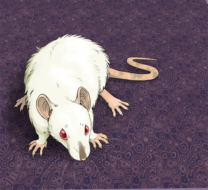 Крыса. Белая крыса. Милые арты крыс. Вопль мыши