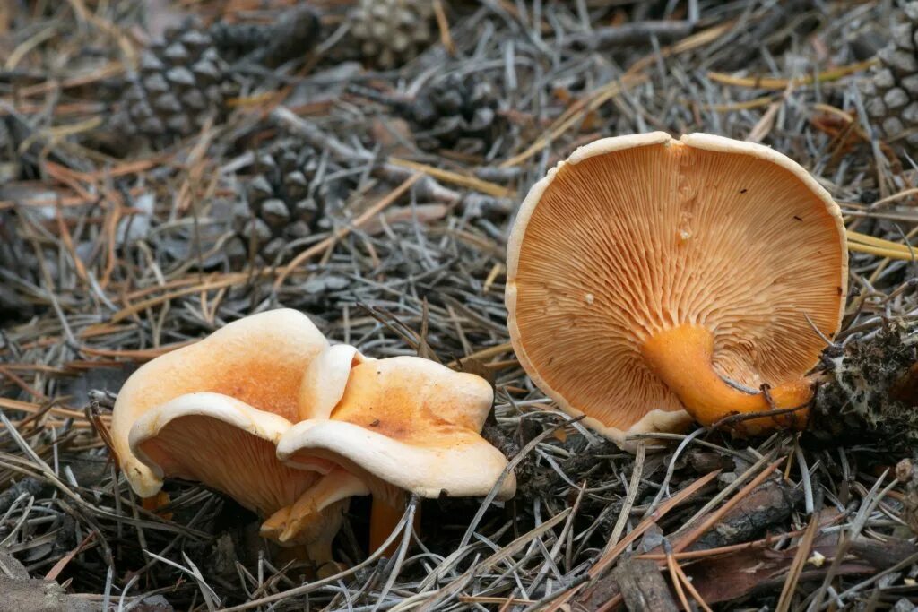 Лисичка какая группа грибов