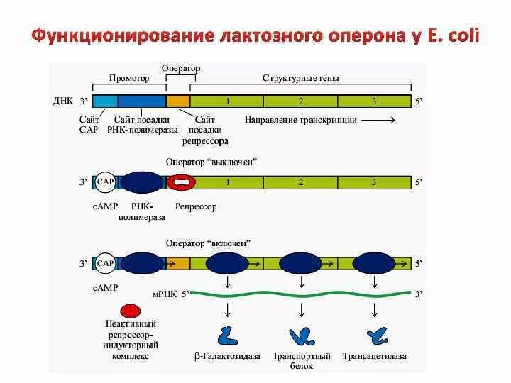 Последовательность транскрибируемой цепи гена днк. Механизмы регуляции Lac-оперона. Структура Lac-оперона. Схема регуляции лактозный оперон. Регуляция лактозного оперона кишечной палочки.