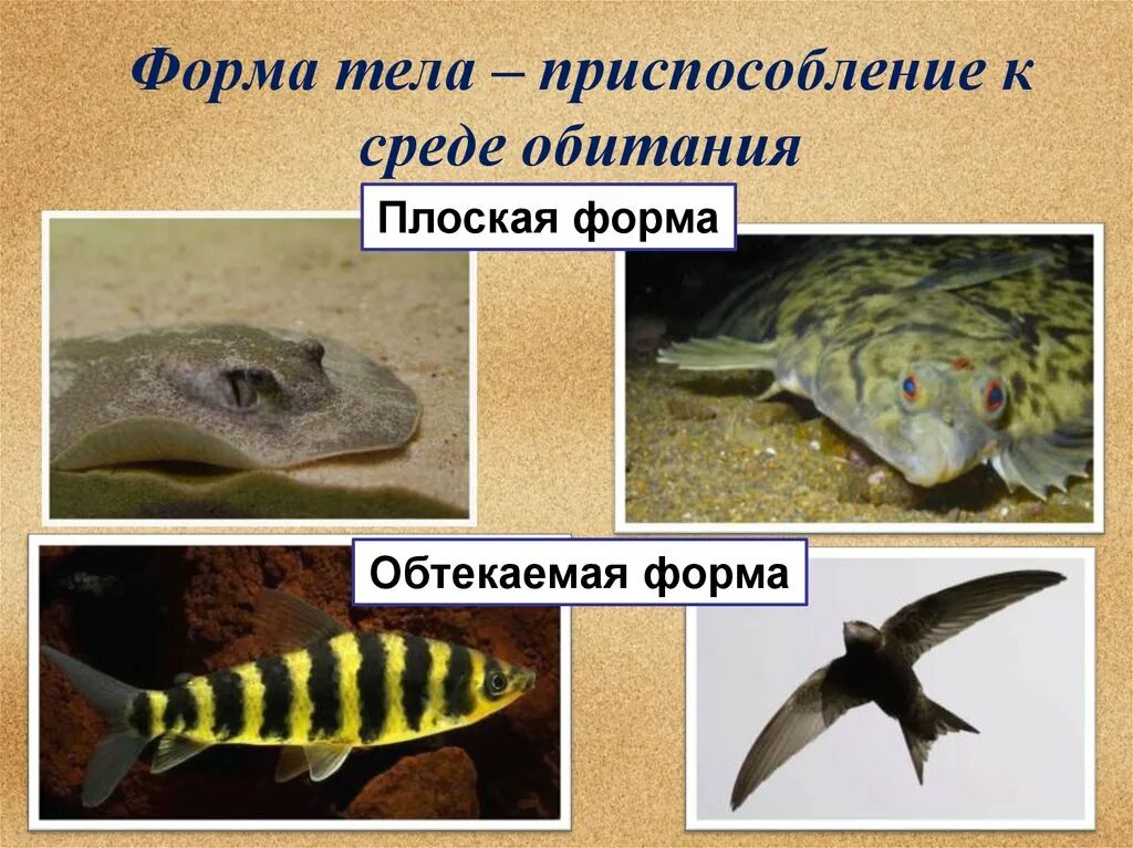 Форма тела животных примеры