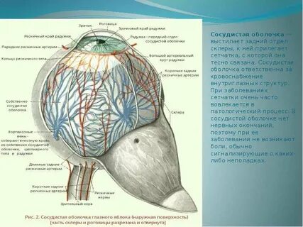 Сосуды глаза это