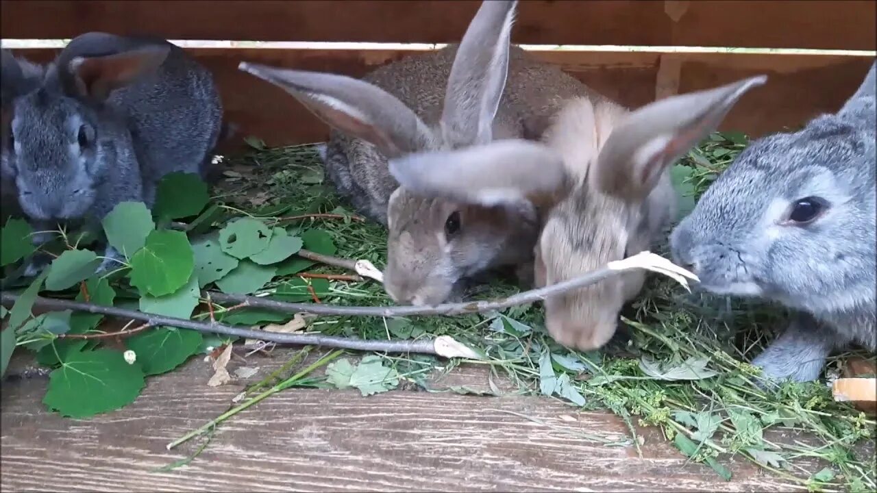 Переработка кроликов