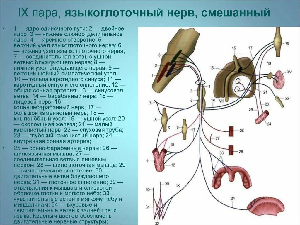 Языкоглоточный блуждающий нерв. Языкоглоточный нерв Нейроны. Языкоглоточный нерв ветви. Языкоглоточный нерв ядра. Двигательные ветви языкоглоточного нерва.