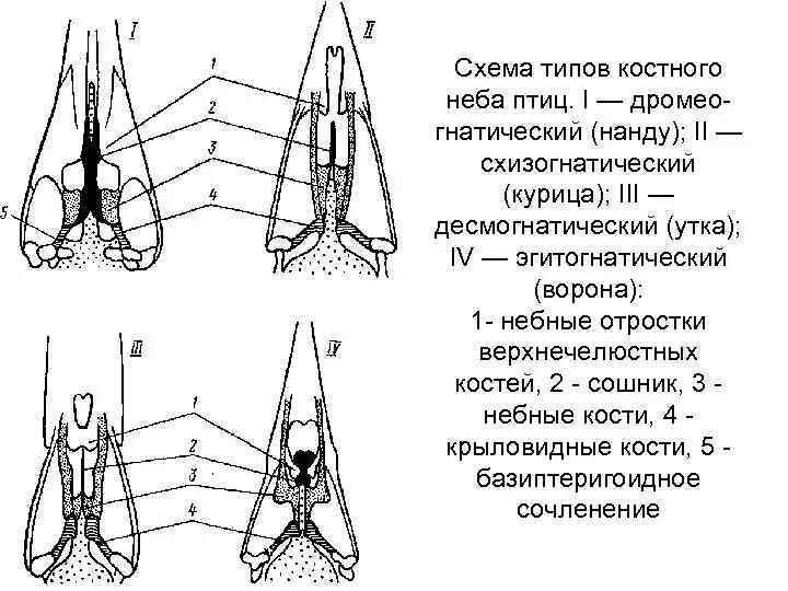 Гортань у птиц. Схема четырех типов неба птиц. 4 Типа неба у птиц. Схема строения типов нёба птиц. Схема 4 видов неба у птиц.