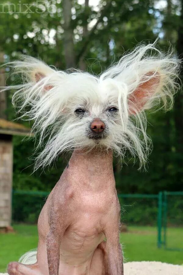 Missing dog ,, Chinese crested" At about 20:00 in the area of Nekrasov Tkachev, 