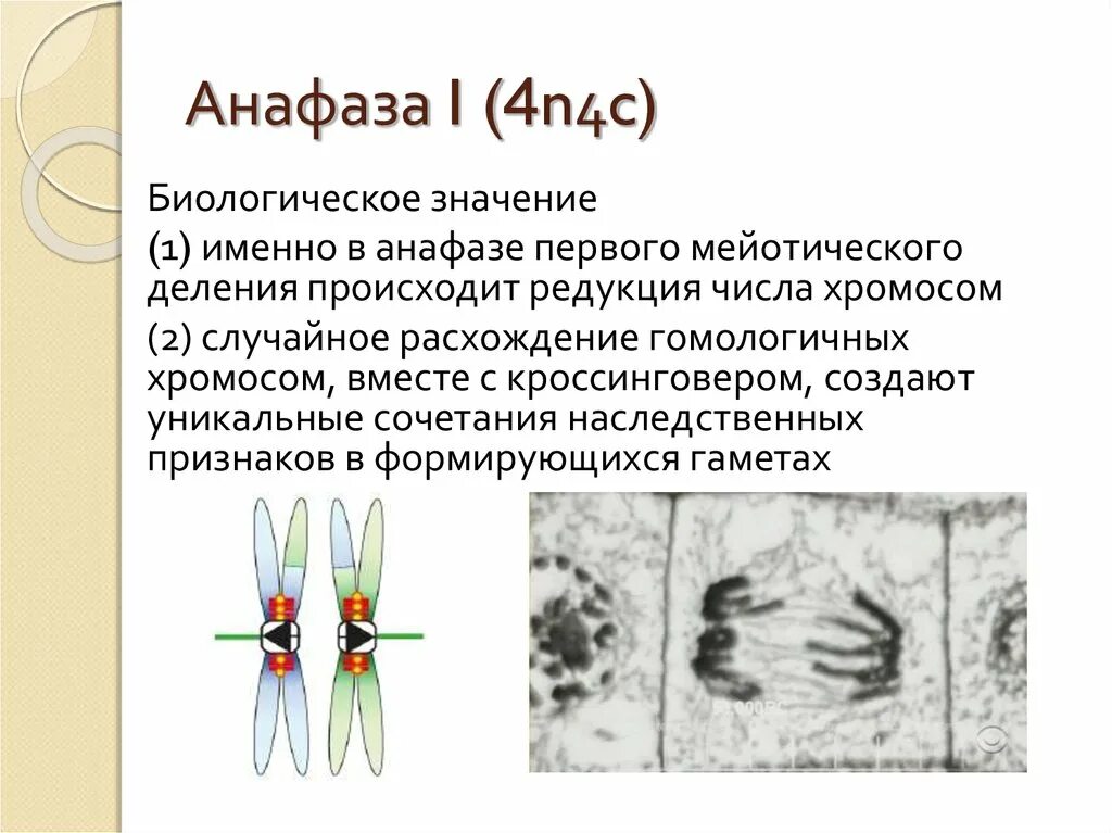 Случайное расхождение гомологичных хромосом при мейозе. Анафаза 1 и 2. Мейотическое деление анафаза 1. Анафаза мейоза 1. Расхождение хромосом в мейозе анафаза 1.