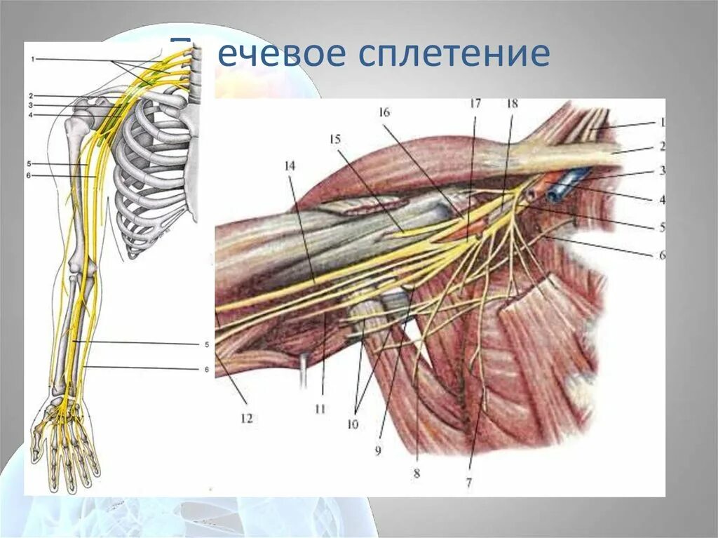 Нервные пучки плеча