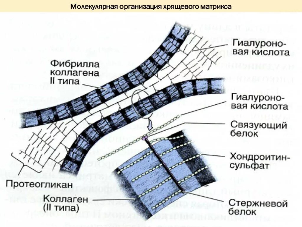 Вещества матрикса. Молекулярная организация хрящевого матрикса. структура межклеточного матрикса. организация межклеточного матрикса в суставном хряще. структурная организация межклеточного матрикса.