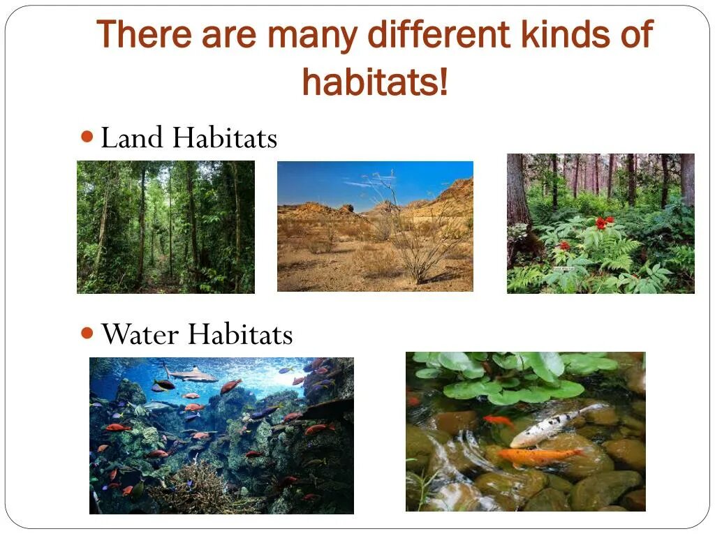 Habitats на английском. Natural Habitats предложения. Habitats в России. Natural Habitat.