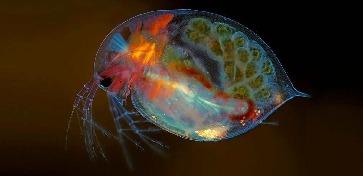 Дафния ракообразные. Дафния планктон. Дафния Магна.