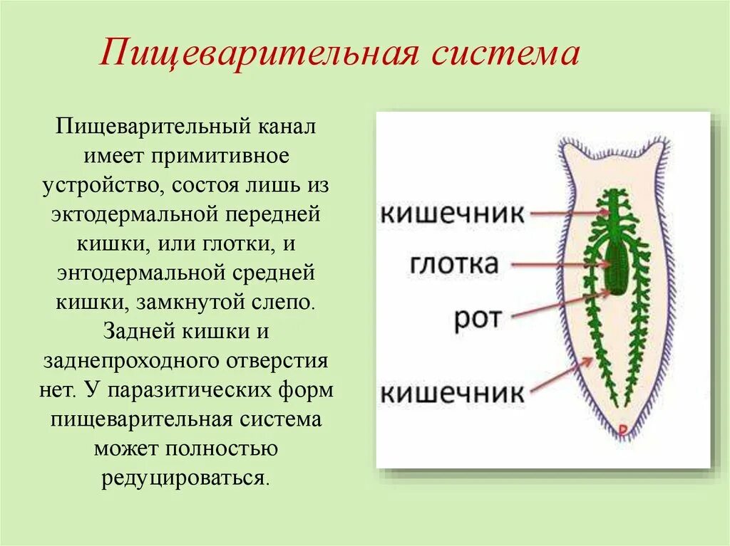 Система ресничных червей. Строение пищеварительной системы плоских червей. Пищеварительная система ресничных червей. Тип пищеварительной системы у плоских червей. Тип плоские черви пищеварительная система строение.