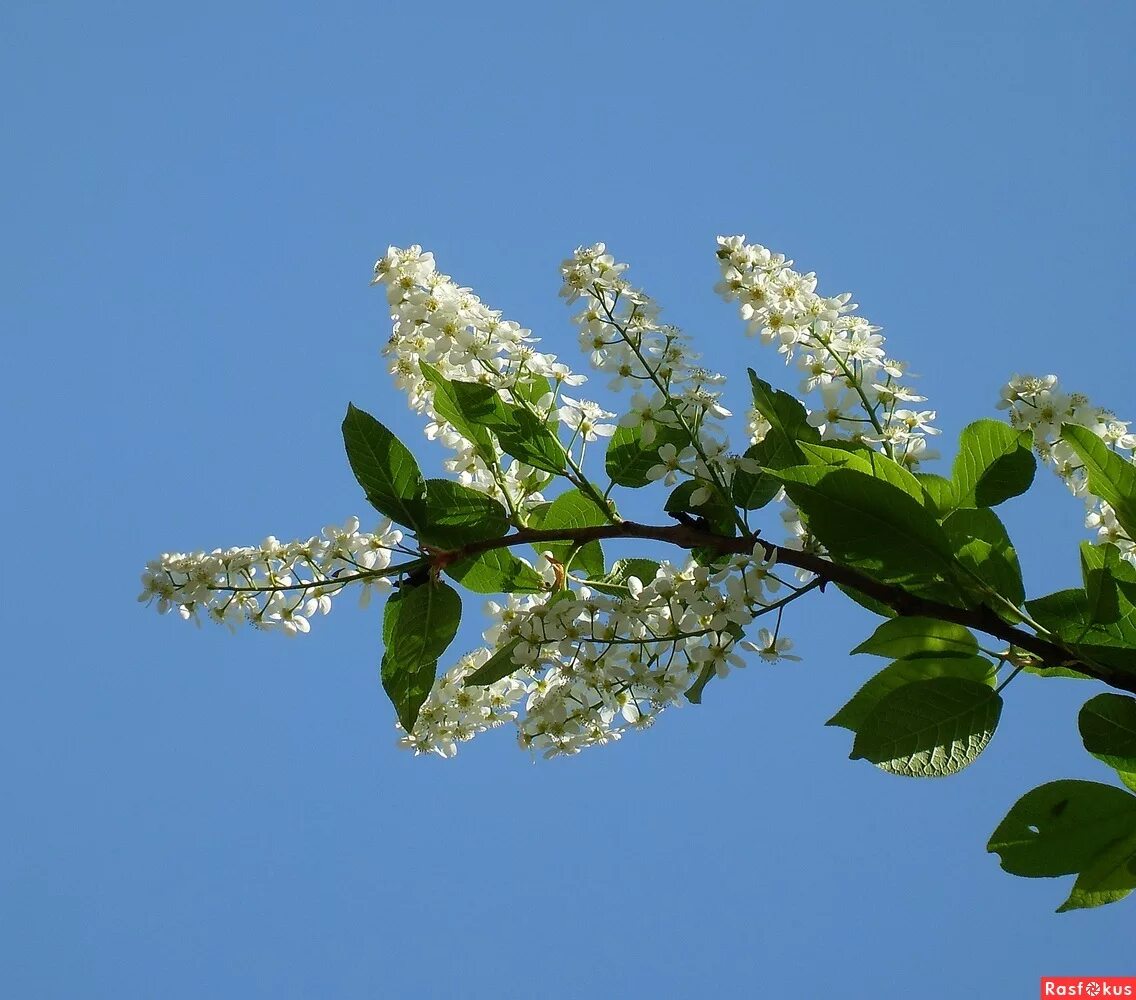 ветви черемухи. ветви черемухи. черёмуха маака. цветущая черемуха. веточка черемухи.