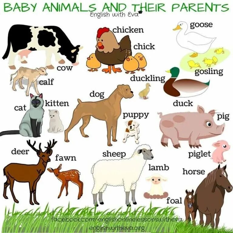 Животные на английском. Животные на английском для детей. Домашние животные на английском. Детеныши животных на английском.