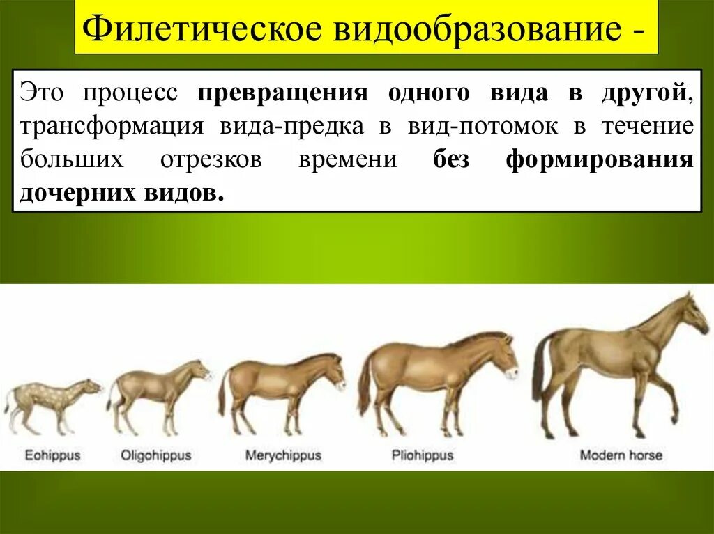 Филетическое видообразование. Филетическое видообразование лошади. Филетическое видообразование примеры. Фмлетическое видообразования приме.