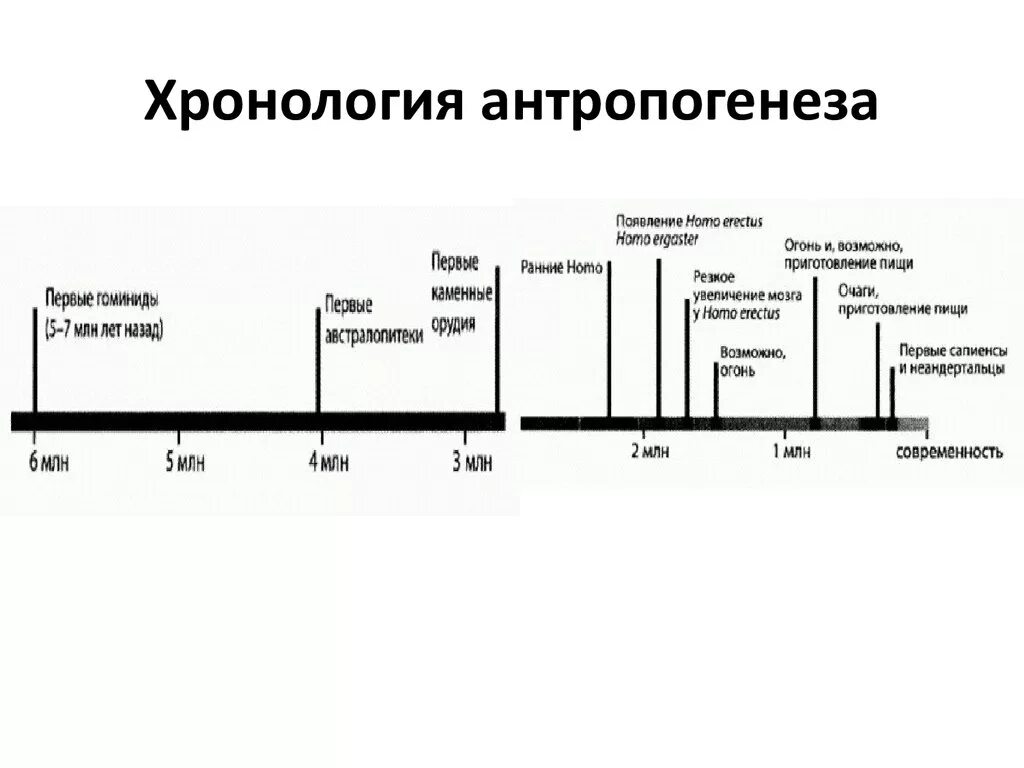 Временная шкала развития человека. Хронология эволюции человека таблица. Хронология эволюции человека Антропогенез. Хронология последовательность антропогенеза. Древние люди в хронологической последовательности