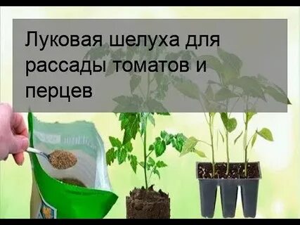 Как подкормить рассаду помидор луковой шелухой