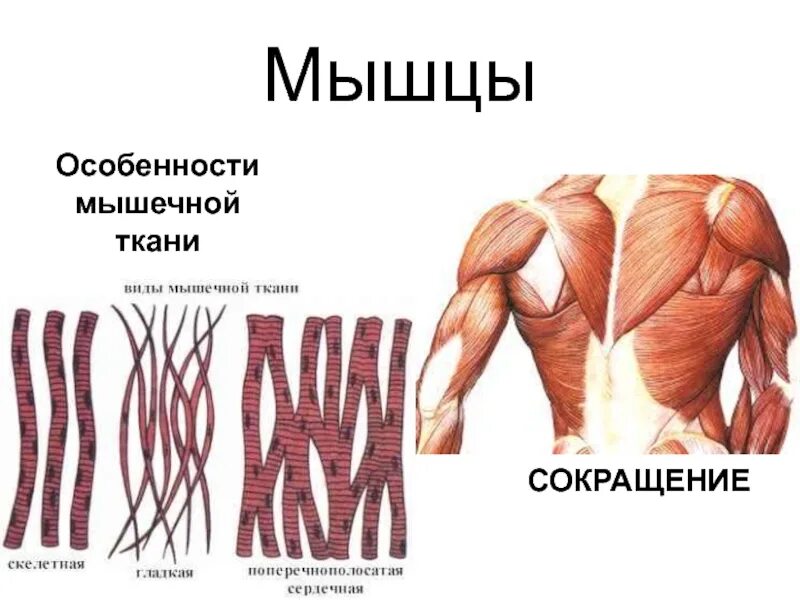 Особенности мышечной ткани. Сокращение мышечной ткани. Характеристика мышечной ткани. Характеристика мышц. Мышечные ткани какие