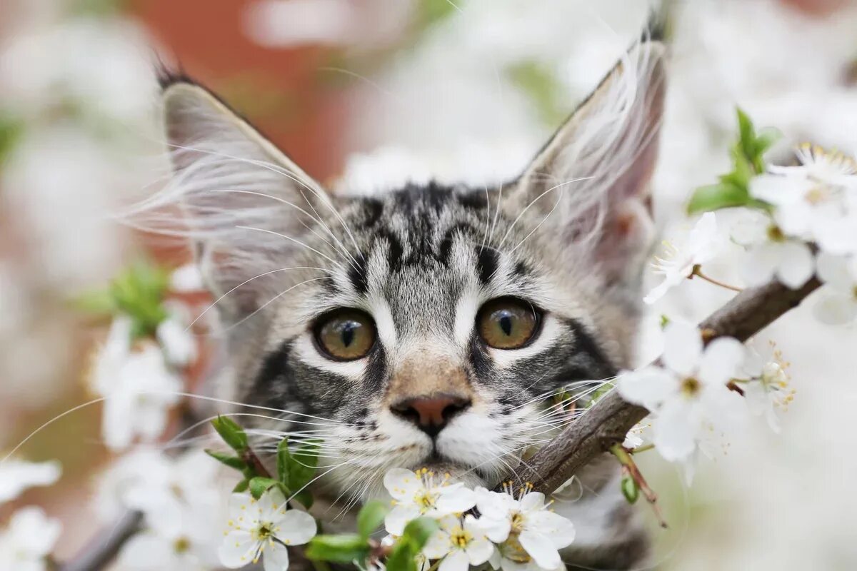 Весенняя кошечка. Весенний котик. Кошки весной.