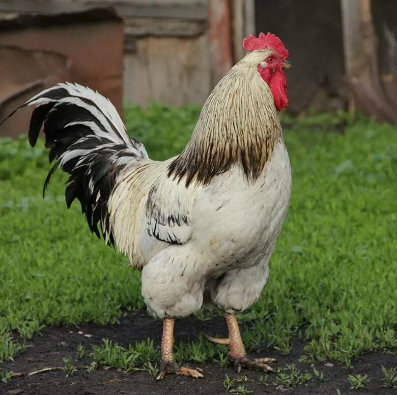 Cock feeding. Молодые петухи. Мясной петух. Откормленный на мясо петух.