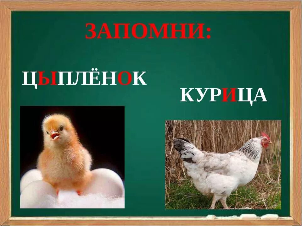 Курица текст. Курица словарное слово. цыпленок словарное слово. словарное петух. петух словарное слово.