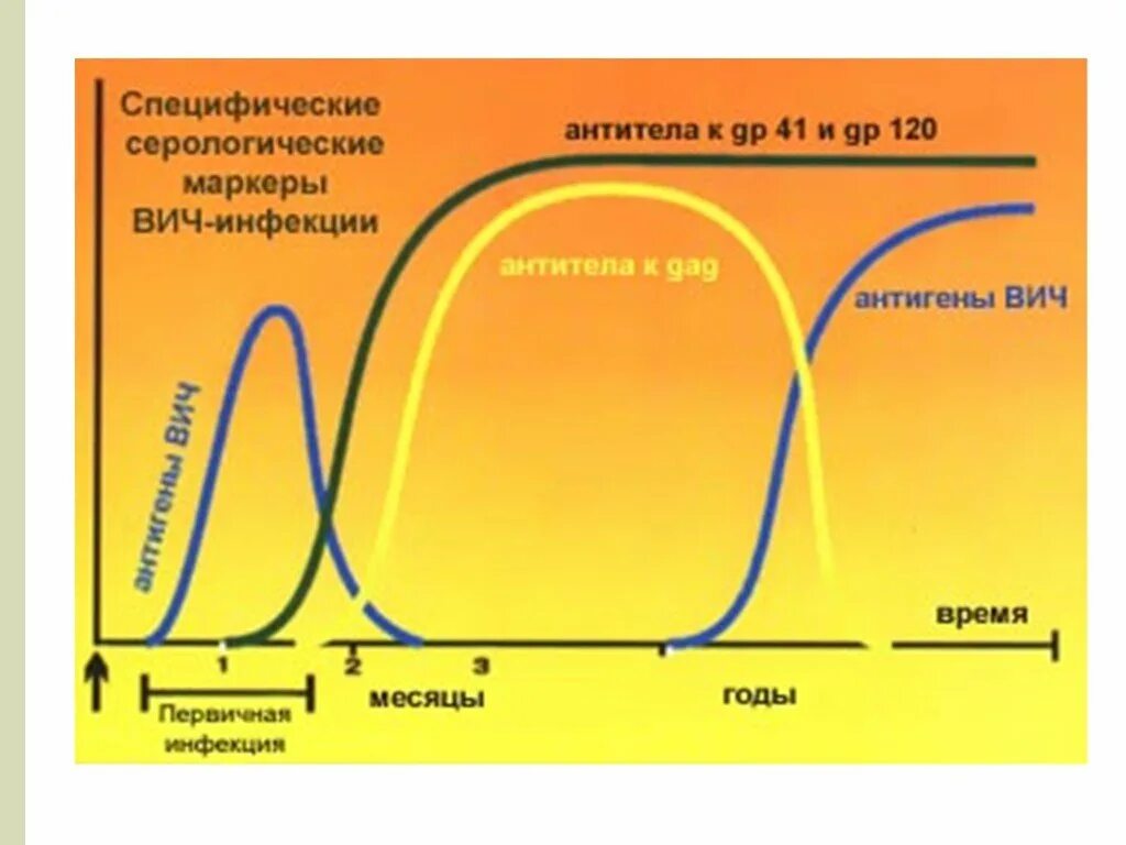 Ат вич 1 2. Антитела к ВИЧ. ВИЧ график антител. Когда появляются антитела к ВИЧ. Период появление антигена ВИЧ.