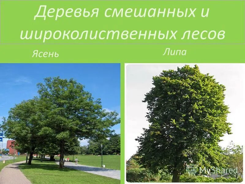 смешанные деревья названия. широколиственный лес деревья названия. широколиственные леса клен дуб. растения смешанных и широколиственных лесов. деревья смешанных и широколиственных лесов.