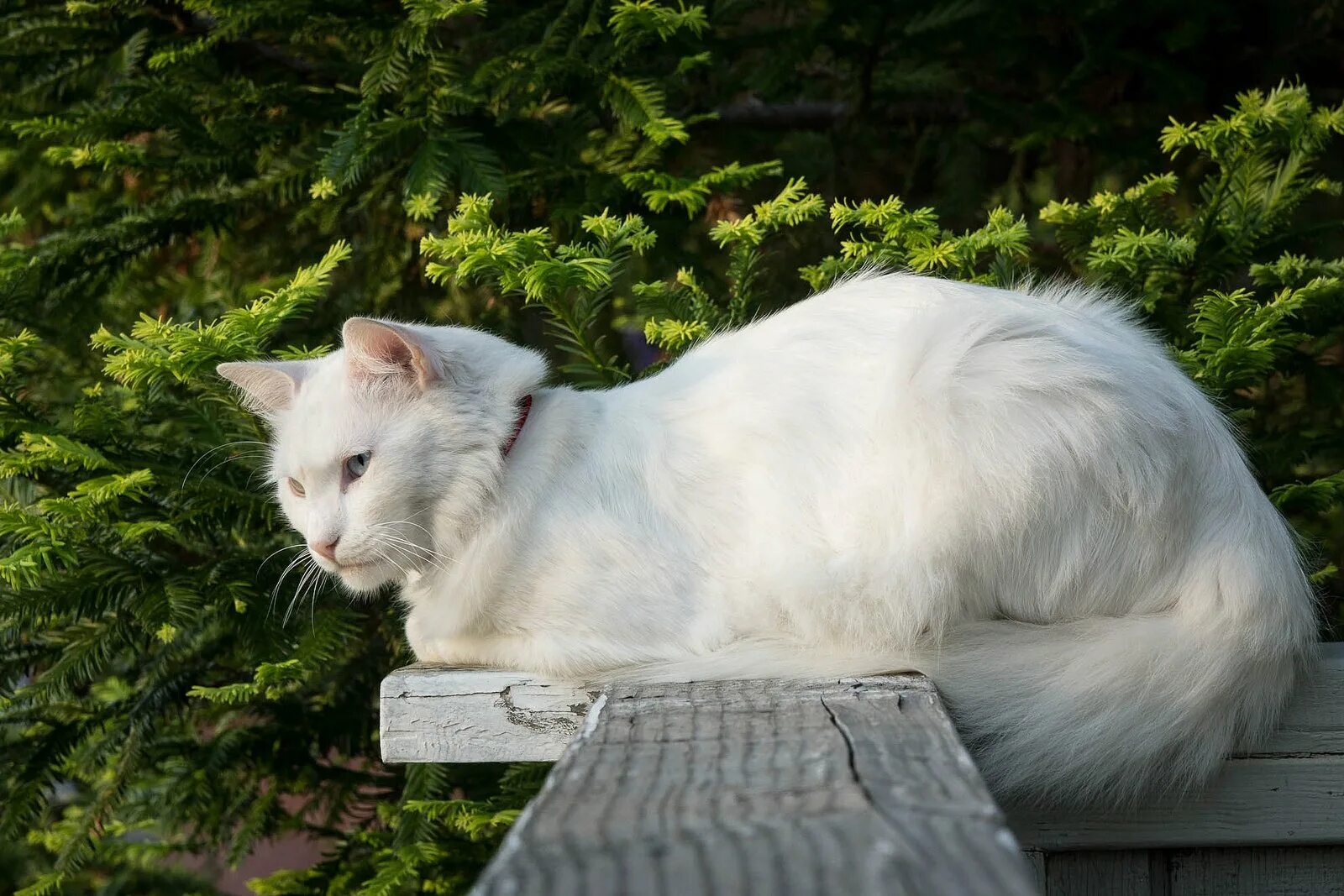 Турецкая ангора кот. Ангорская кошка турецкая ангора. Белая ангорская кошка. Кошка турецкая ангора белая.