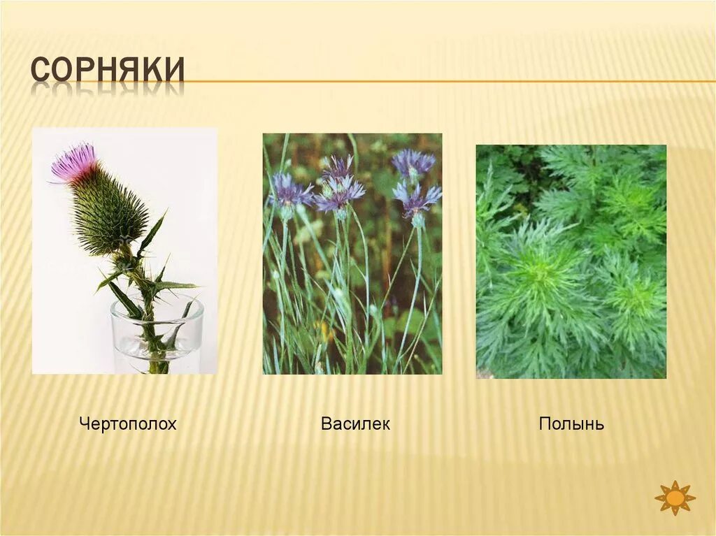 Сложноцветные лекарственные. Сорные растения семейства астровые. Сложноцветные медоносы. Сложноцветные растения сорняки. Полукустарники астровые.