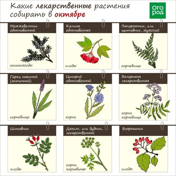 Лекарственные растения перечень. Лекарственные цветы список. Лечебные растения список. Лесные лекарственные растения.