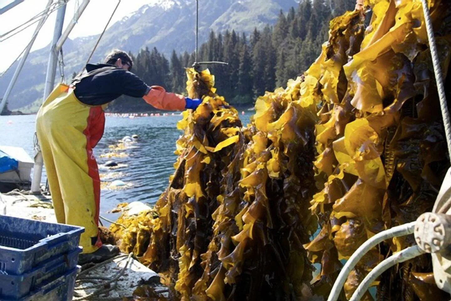 Как добывают морскую