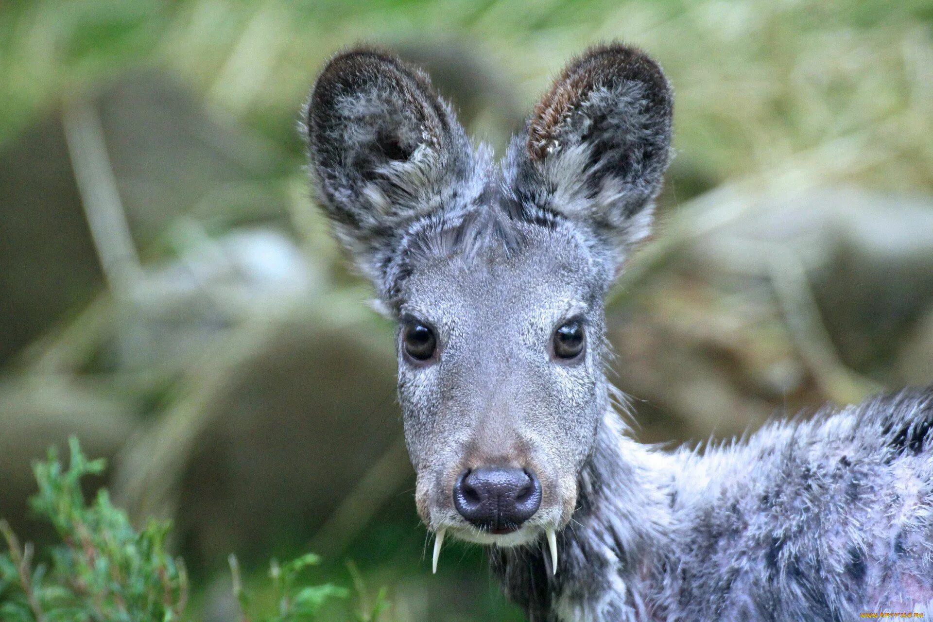 Сибирская кабарга. Сахалинская кабарга. Сахалинская кабарга Moschus moschiferus sachalinensis. Саблезубый олень кабарга.