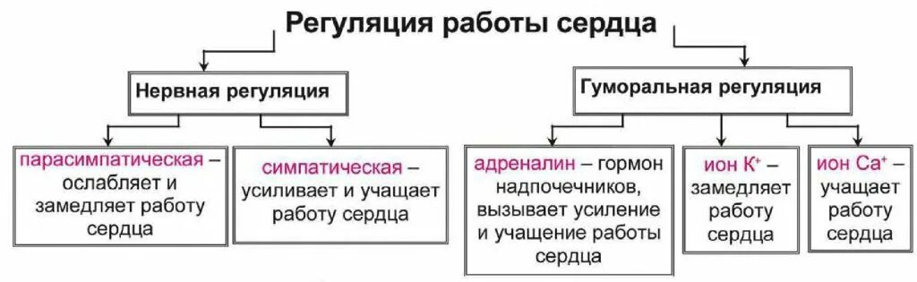 Схема регуляции работы сердца. Нервно-гуморальная регуляция деятельности сердца. нервная и гуморальная регуляция деятельности сердца. регуляция работы сердца схема. каков механизм гуморальной регуляции работы сердца?.