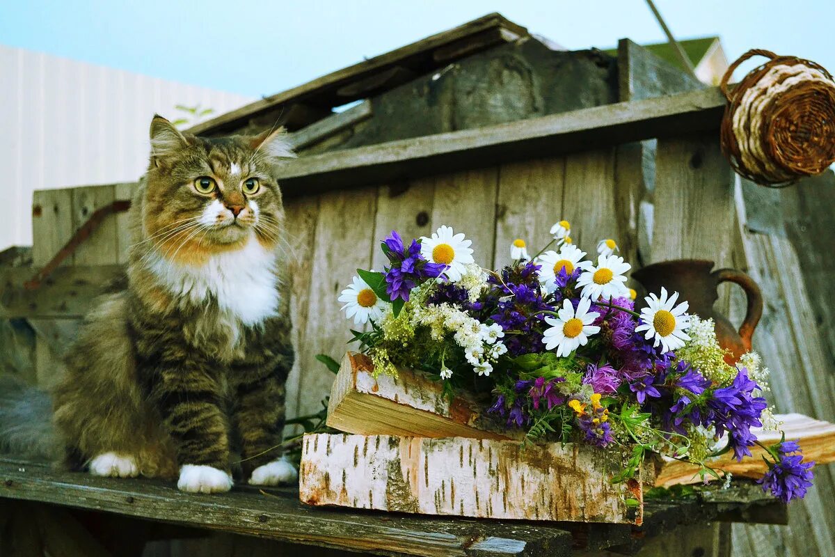 Кошка в деревне. Деревенский кот. Кошки летом в деревне. Кошка деревня лето. Скука на даче