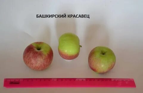 Яблоня башкирская