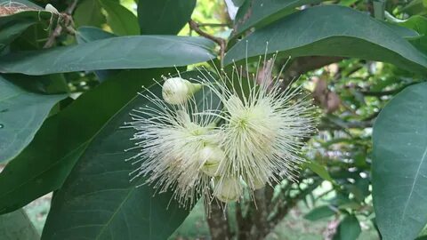 Butyrospermum parkii fruit oil