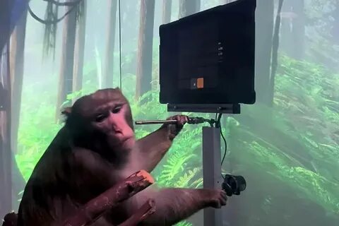 Обезьяна автомат видео